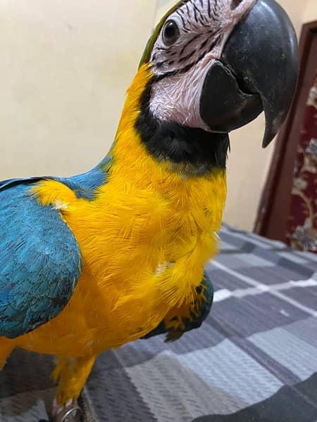 blue and gold macaw 2