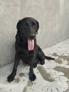 Labrador  breeders female on Cash/ exchange possible with Honda dream