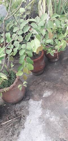 Plant Pots for Sale