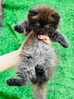 black /brownish  female persian kitten  for sale home breed