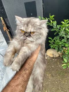 Siberian cat for sale