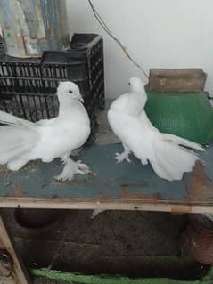 lakay adult pair