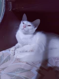 purewhite persian male kitten