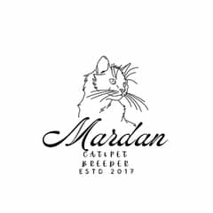 Persian Extreme & PunchFace triple cot @ Mardan Cat & Pet Breeder