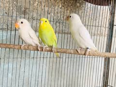 Albino black eyes female and chick with budgie