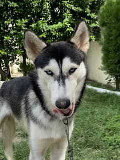 Siberian husky for sale