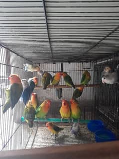 love birds|Albino red eye|Decino|Creamino|parrots| parbule/ino ,dilute