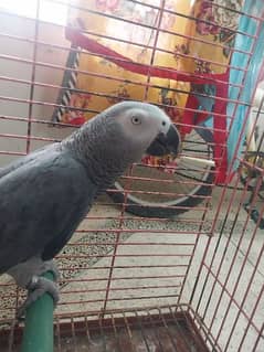 GREY PARROT ON URGENT SALE !