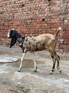 dessi bakri for sale pure dessi h 6month age ga alurgent sale krni ha