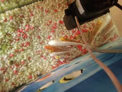 Diamond White Koi fish complete set up 0