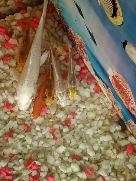 Diamond White Koi fish complete set up 1