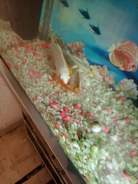 Diamond White Koi fish complete set up 2