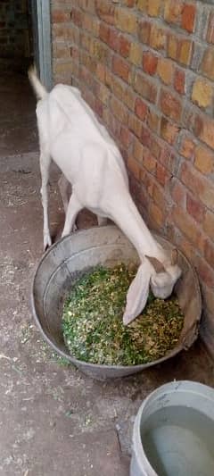 rajanpuri goat for sale 03006375401