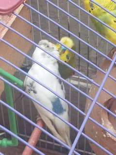 australian parrots pair male crust