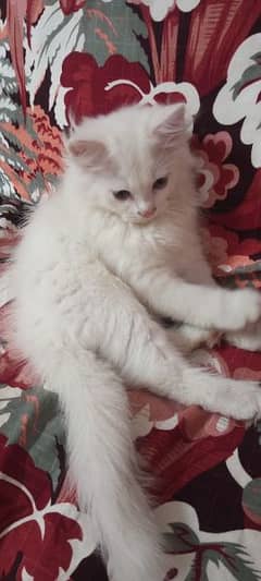 Pure Persian Kitten