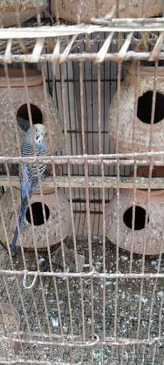 Australia budgie 13k