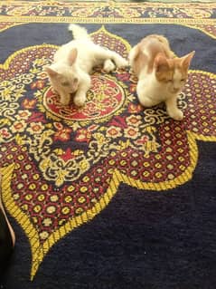 Persian cats