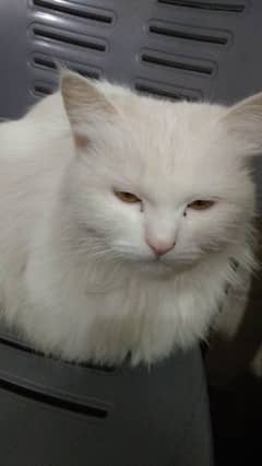 persion cat or Double cuot sat cat be sale kerni urgent