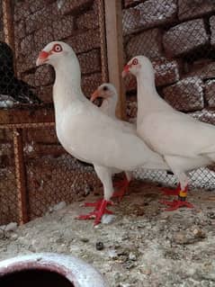 white danish breeder pair with 1 chick
