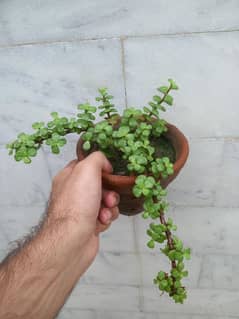 Jade plant with 3 babies