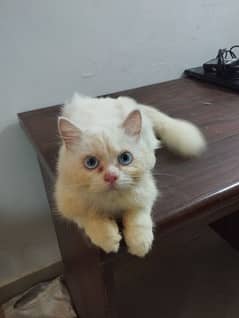 mashallah summer trim triple coated Persian female kitten