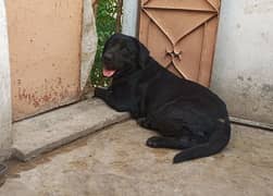 Pure Labrador Ready to go to new home