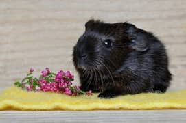 guineapig