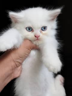 3 cot Persian kittens for sale what's app 03020567303