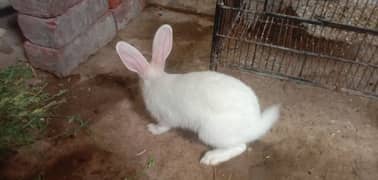 White red eyes Rabbits