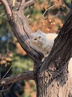 original Persian cat