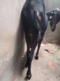 Beetle Goat for sale hight almost 37 inch