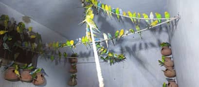 budgie breder pair colony 50 pair