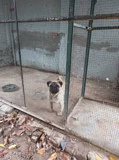 pug pedigree seven month