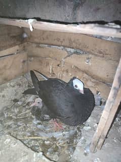 Breeder Mukhi pair with chick