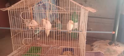 love birds for sale