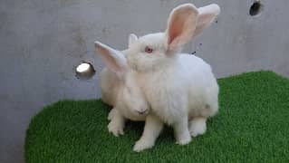 rabbits pairs for sale