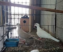 signing male. . White red eye female Pair contact 03145226271