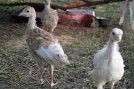 turkey chicks