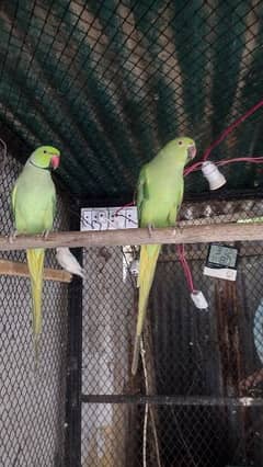 MASHALLAH RINGNECK PARROT JAMBO  PAIR EXCHANGE POSSIBLE RAW FEMALE