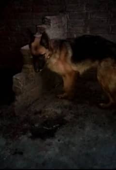 German shepherd female stock coat age 3 year 4 month