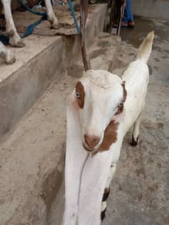 the goats gulabi