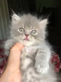 peki bloodline  light gray punch kitten available