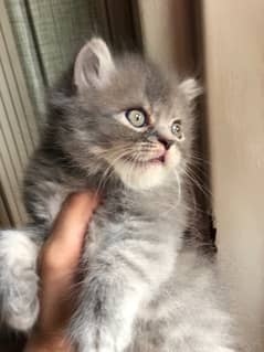 peki bloodline  light gray punch kitten available