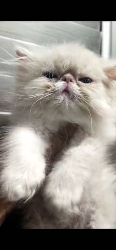 Peke Face Male Cute Kitten Persian Triple coated