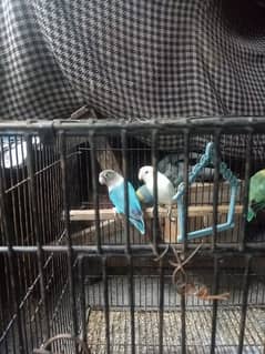 Love Birds parblue pastelino / Albino Red eyes / Albino split ino