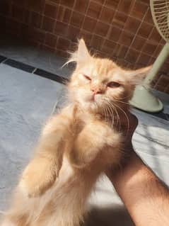 Persian kitten for sale