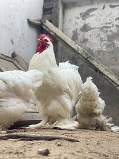 golden buff,white buff,black tail japanese buf chicks available 1 week