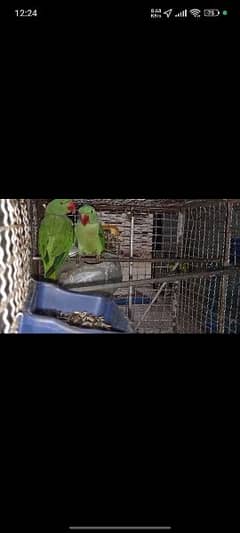 Pahari Parrot 2 female