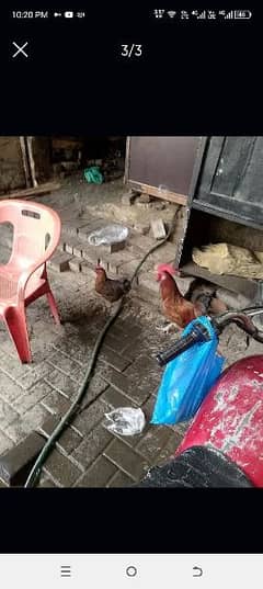 hen pair eggs laying price 2800