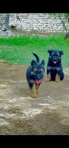 German shepherd puppy for sale
